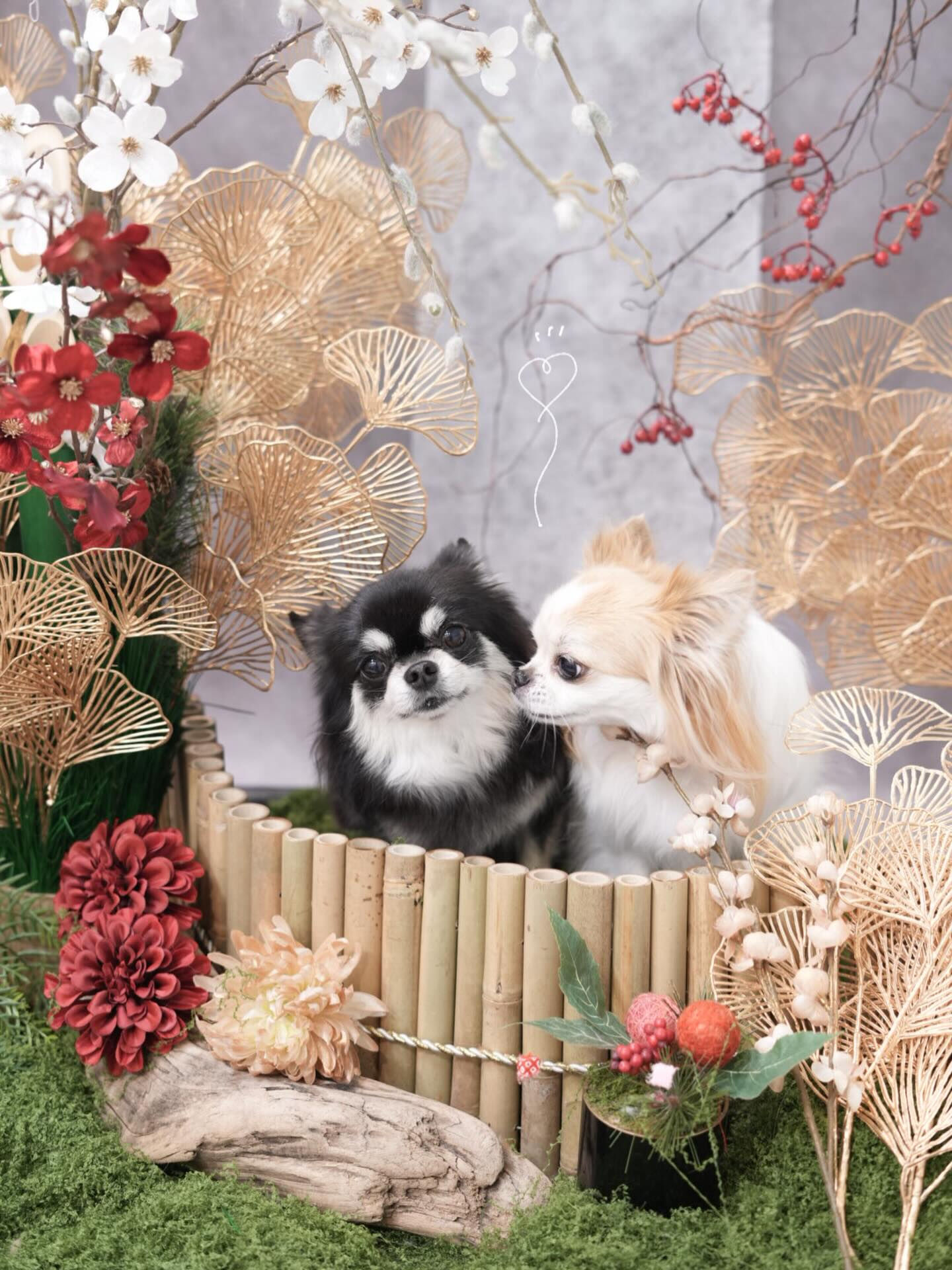 ⁡仲良しショット🐶❤️🐶