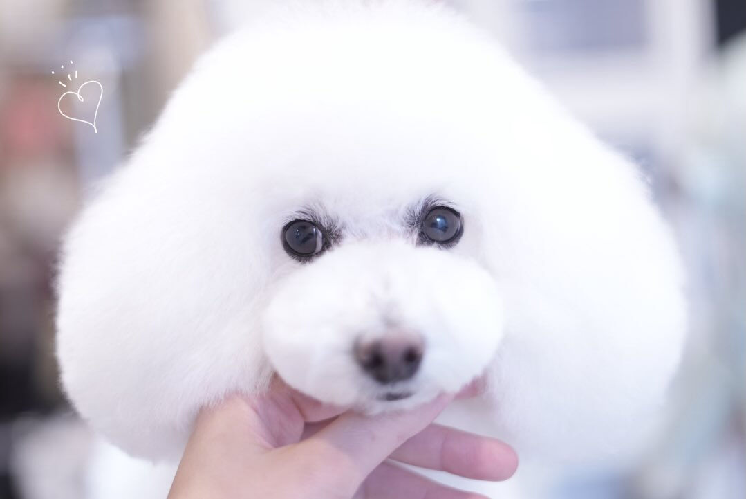 うとうとトリミング🫧