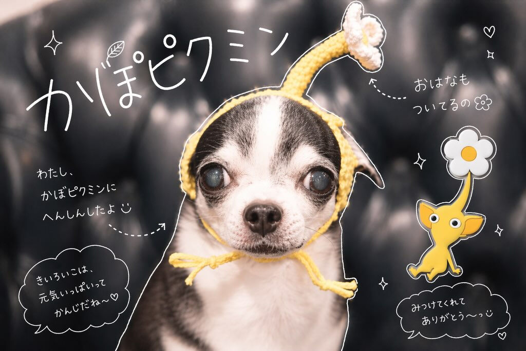 流行りに乗ってみました🐶