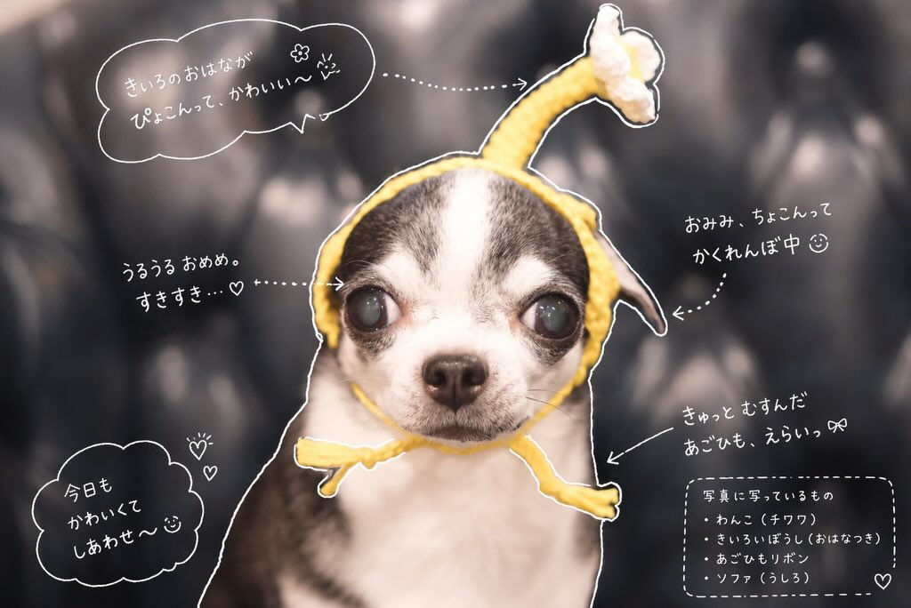 流行りに乗ってみました🐶