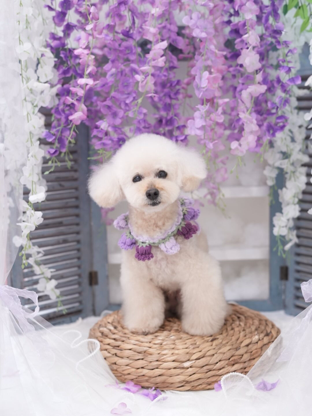 トリミングフォト🐶📸