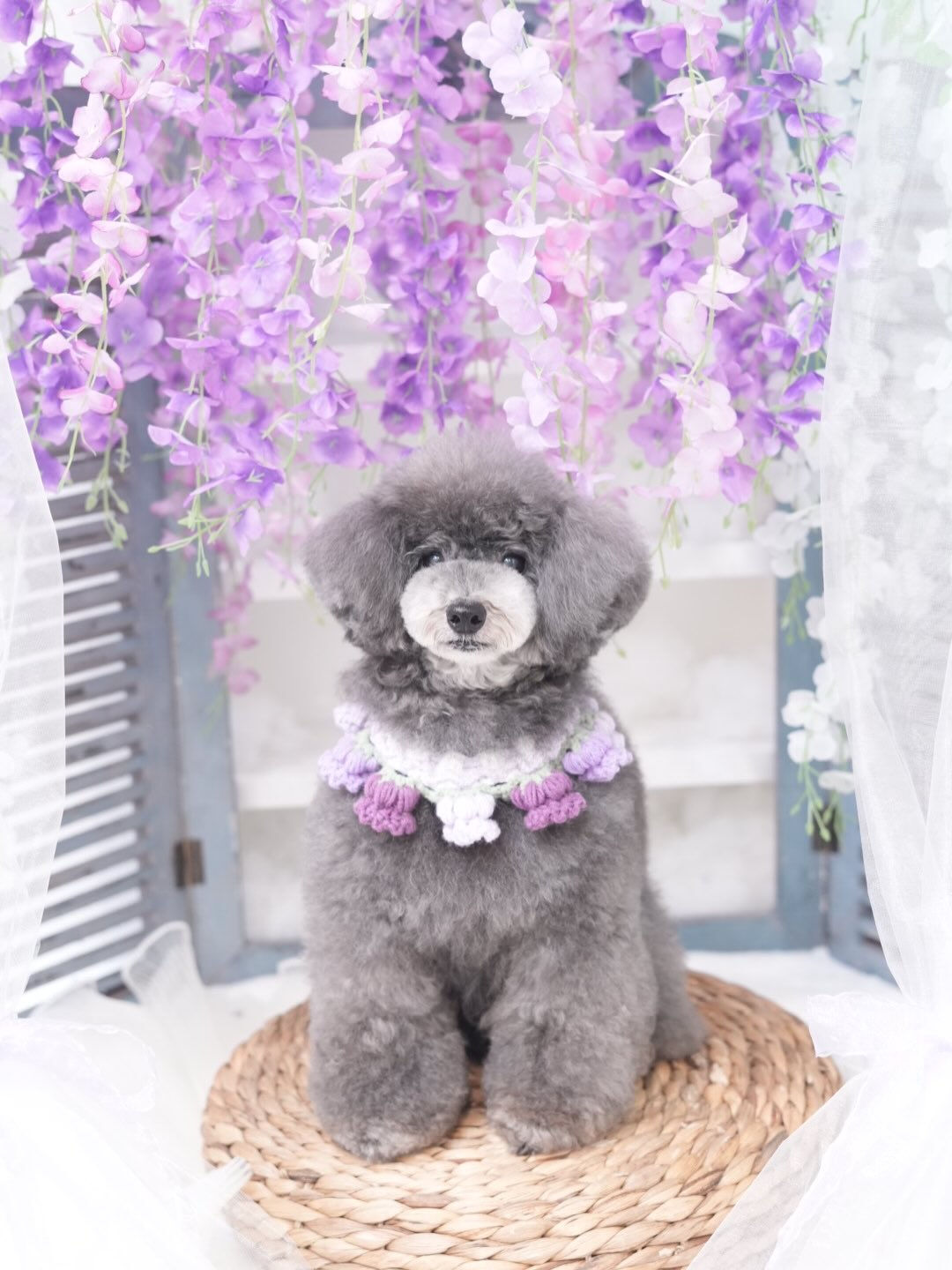トリミングフォト🐶📸