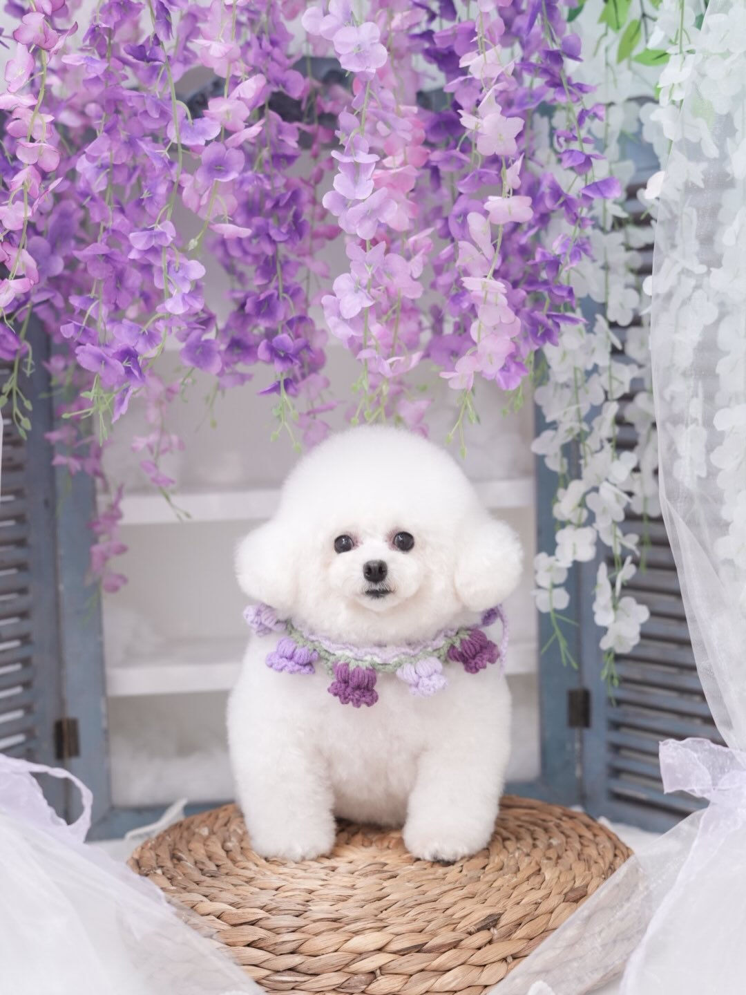 トリミングフォト🐶📸