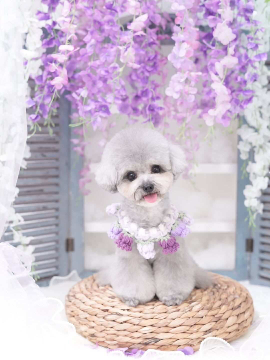 トリミングフォト🐶📸