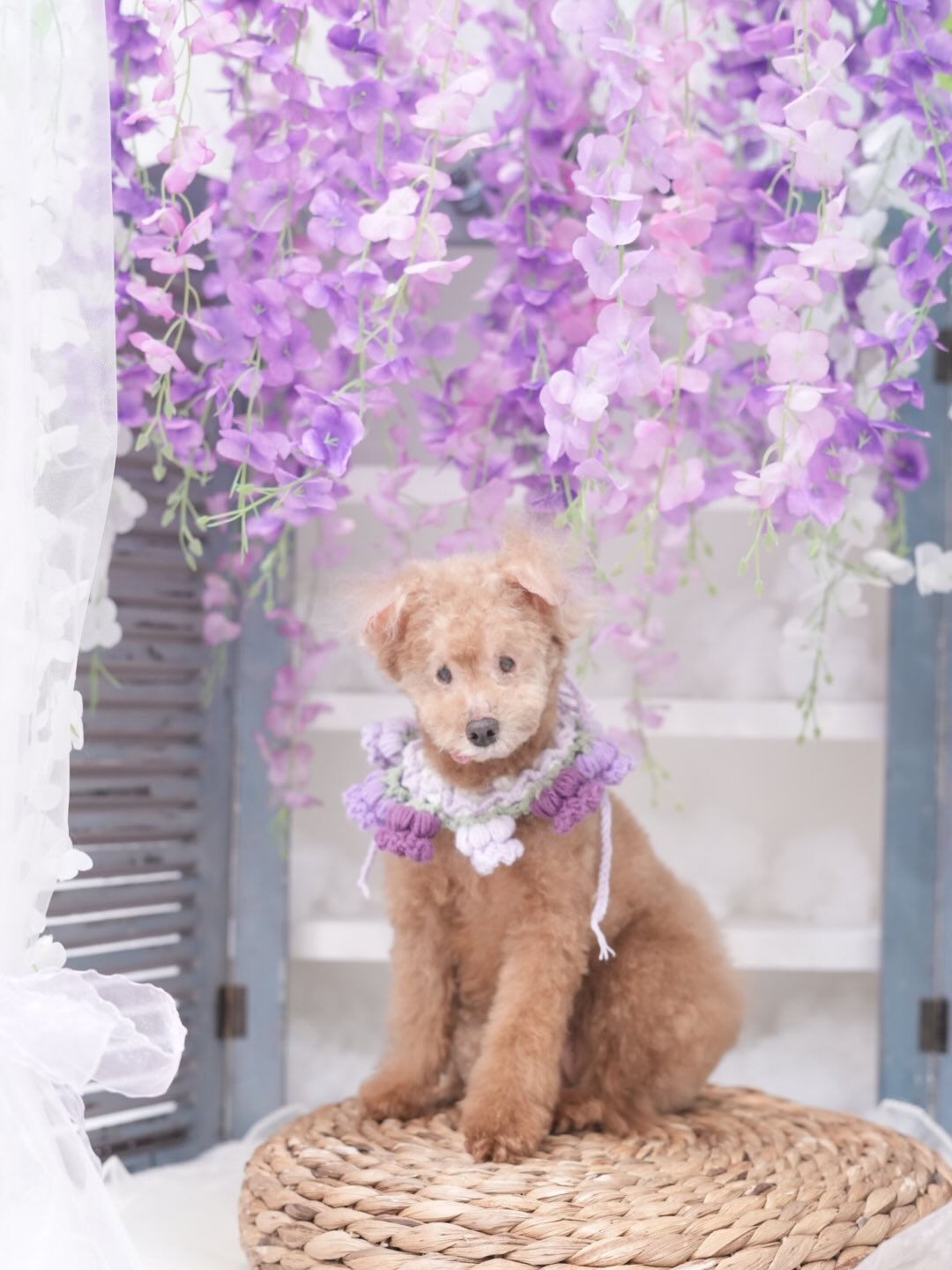 トリミングフォト🐶📸