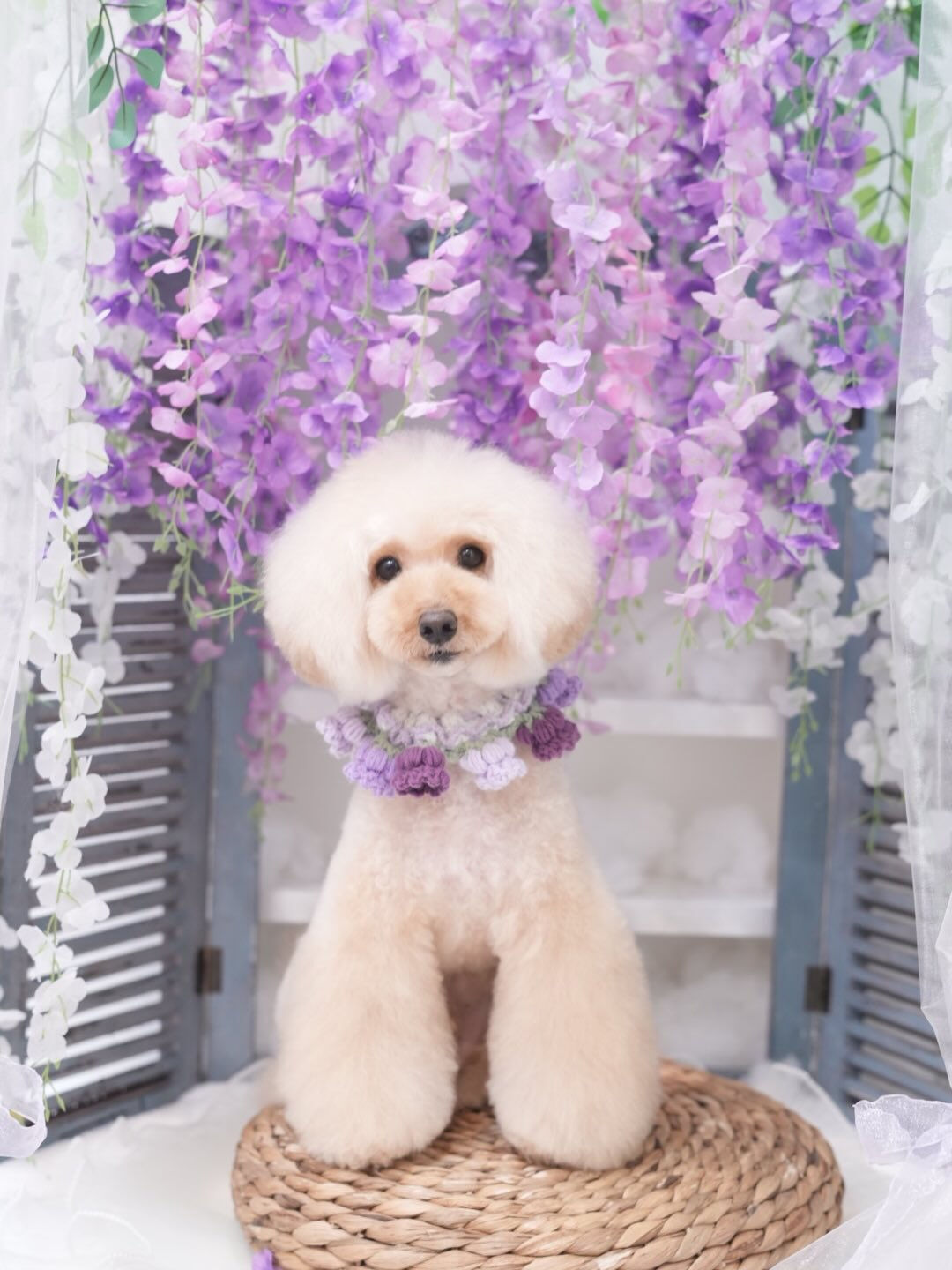 トリミングフォト🐶📸