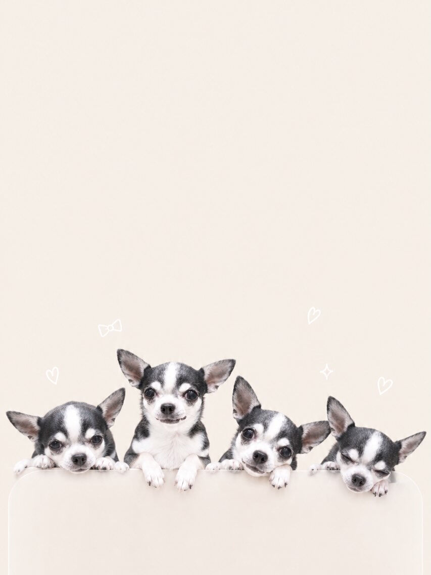 流行りに乗ってみました🐶