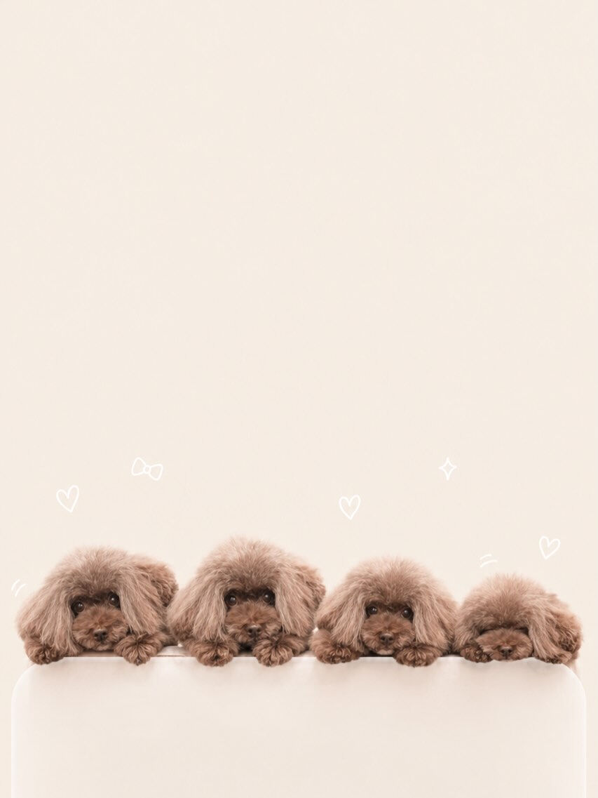流行りに乗ってみました🐶