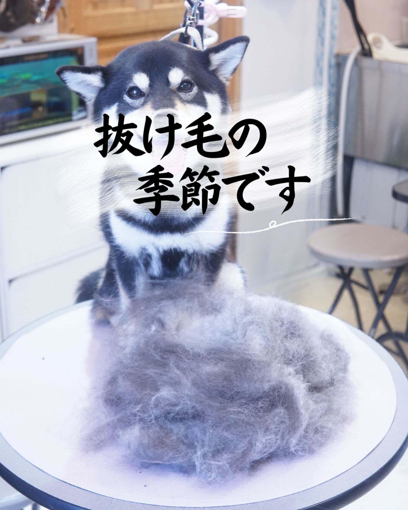 抜け毛の季節ですね☀️