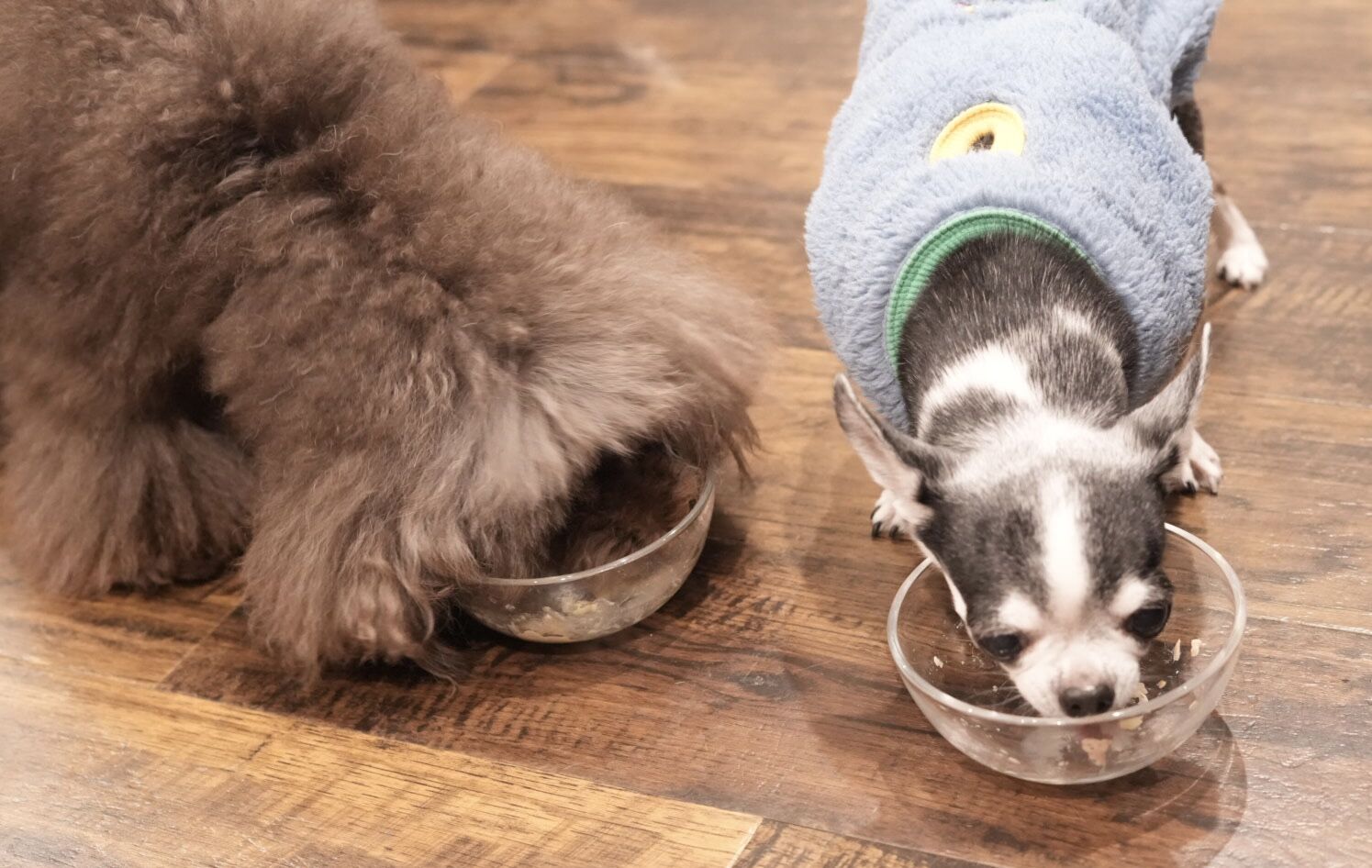 『ビィナチュナル』のご紹介🐶✨