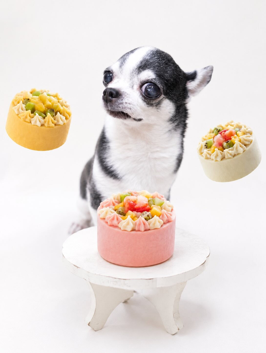 愛犬のお誕生日、毎年同じになっていませんか？🎂