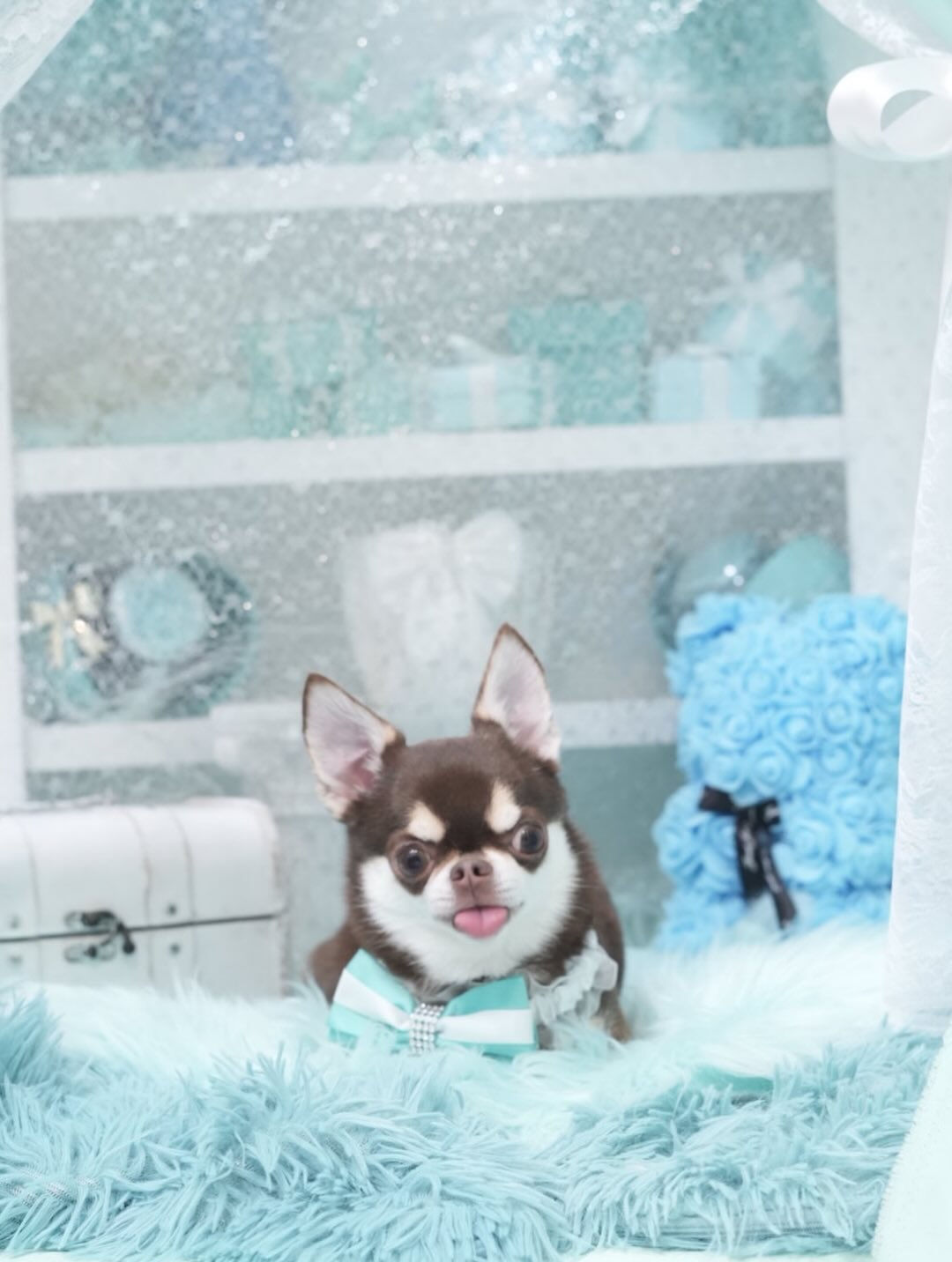 オフショット集🐶🩵