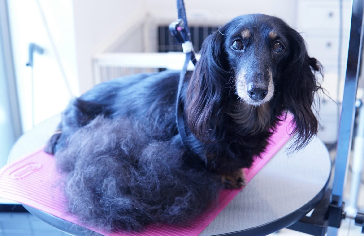 シャンプー犬はトリミングサロンに行かなくてもいい…そう思って