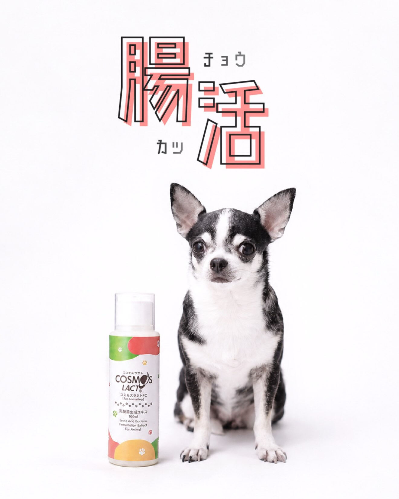 愛犬の健康は、お腹の中から🐶✨