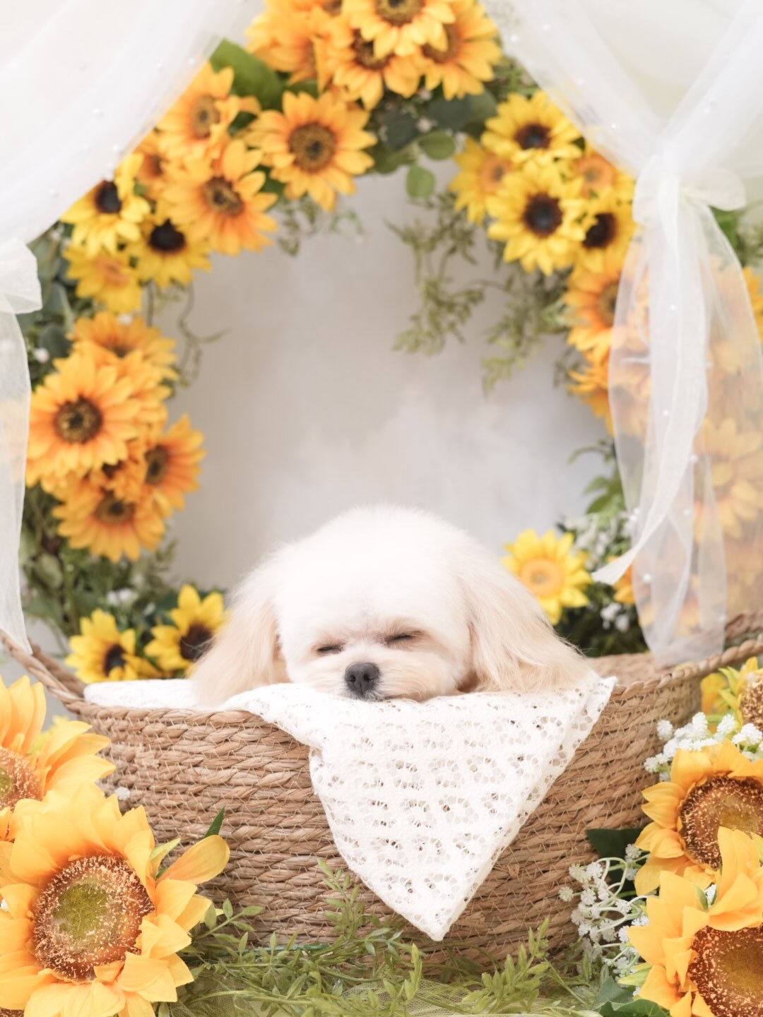 オフショット集🐶💛