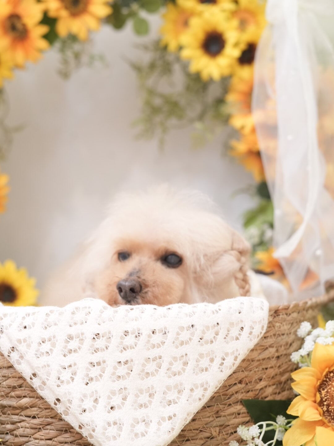 オフショット集🐶💛