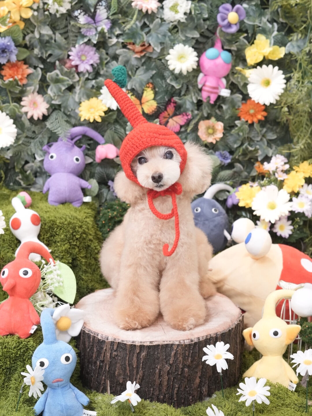 今月のトリミングフォト🐶