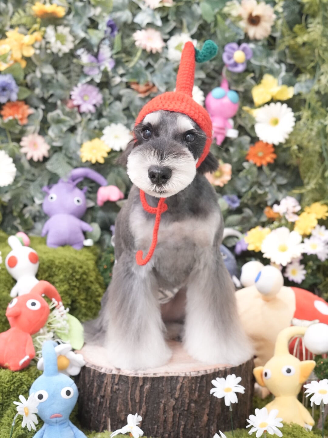 今月のトリミングフォト🐶