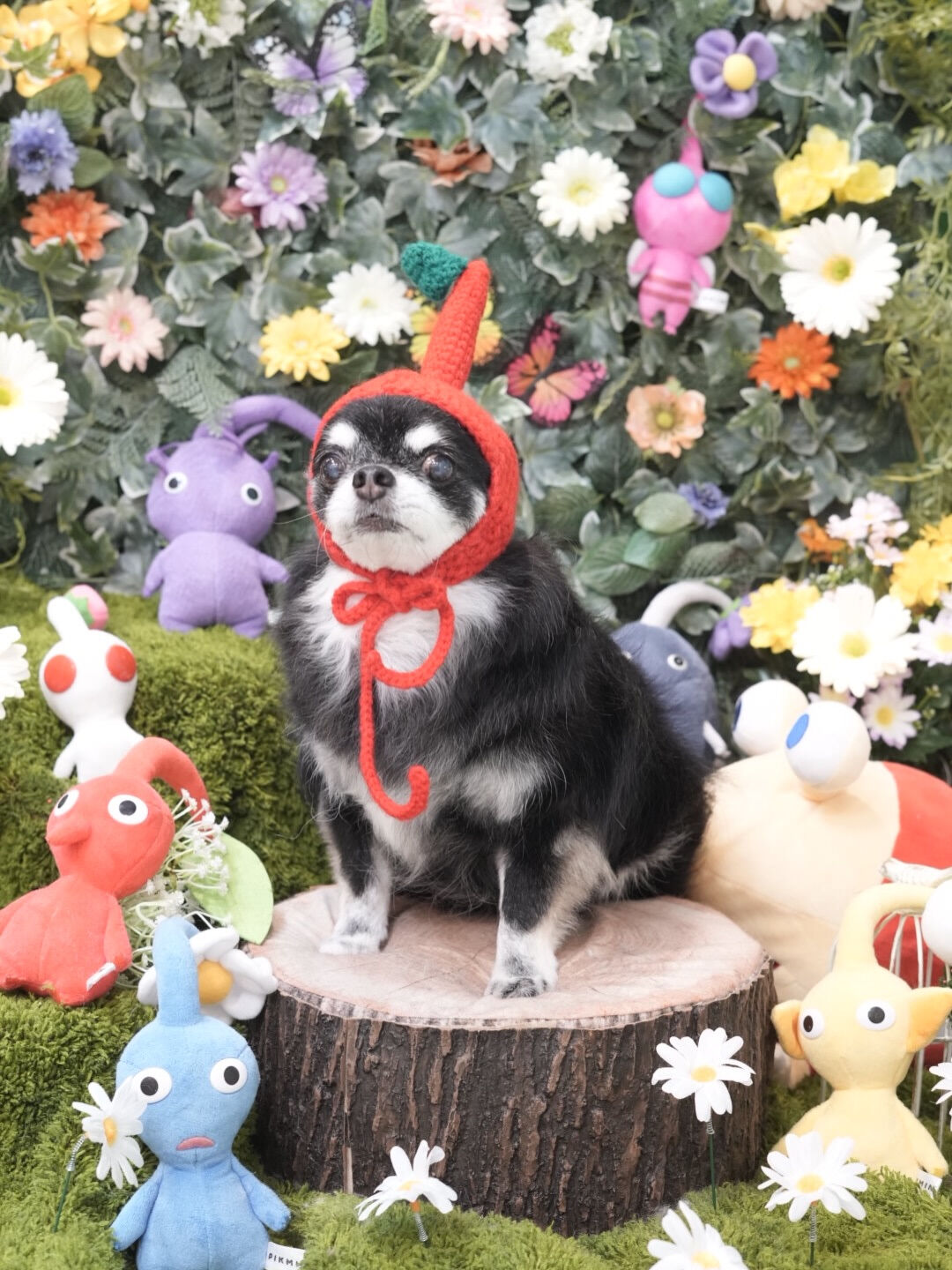 今月のトリミングフォト🐶