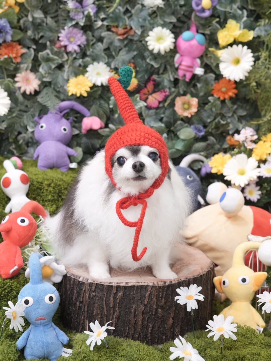 今月のトリミングフォト🐶