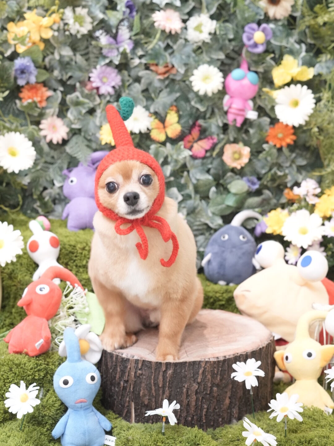 今月のトリミングフォト🐶