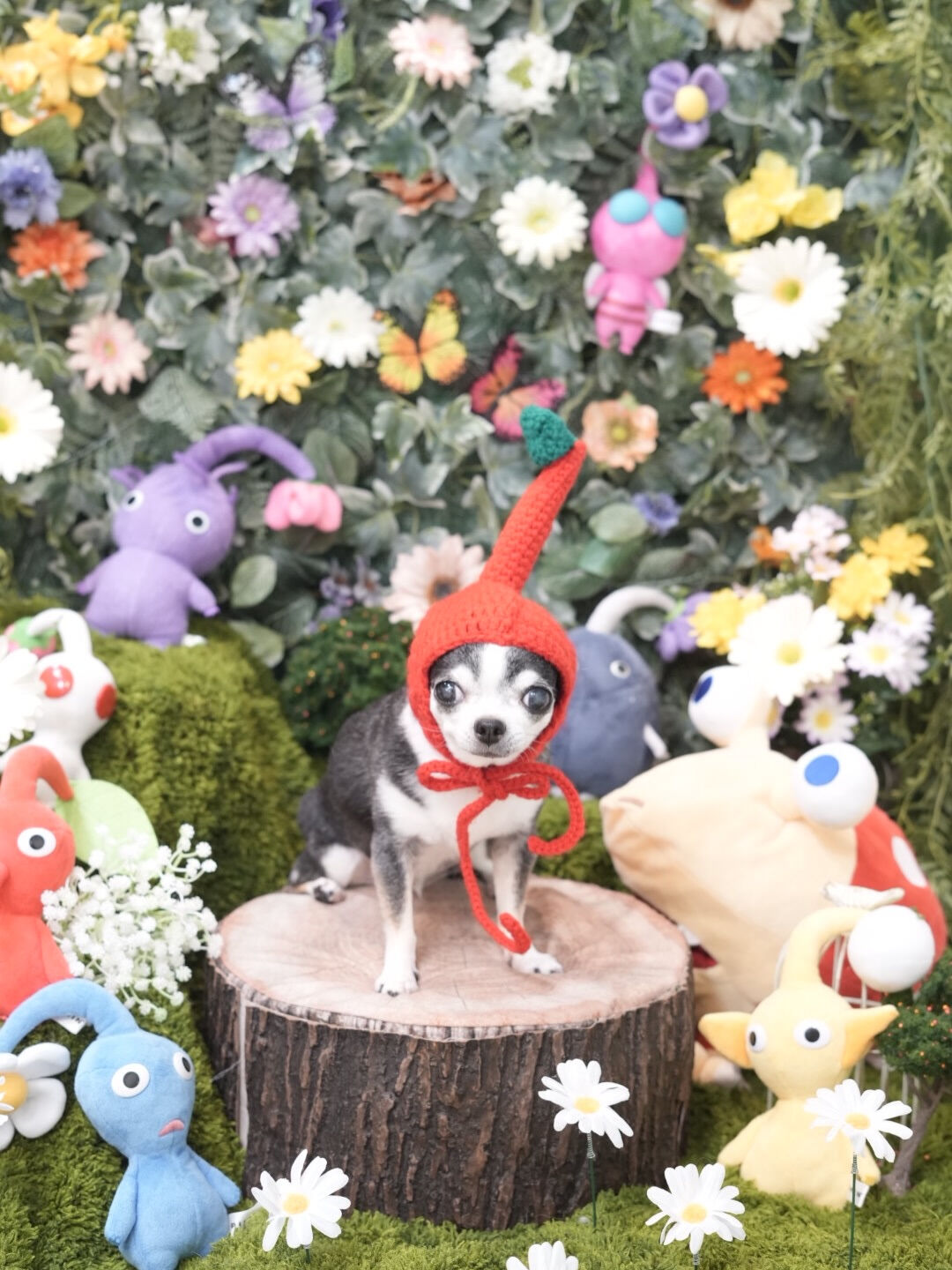 今月のトリミングフォト🐶