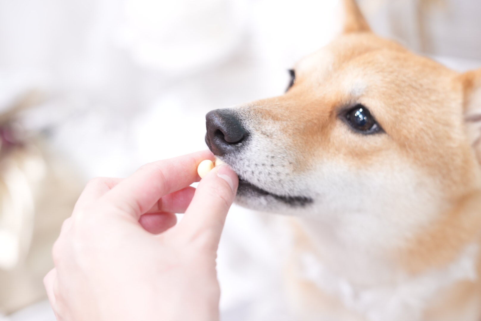 ワンちゃんに寄り添う心地よいケア