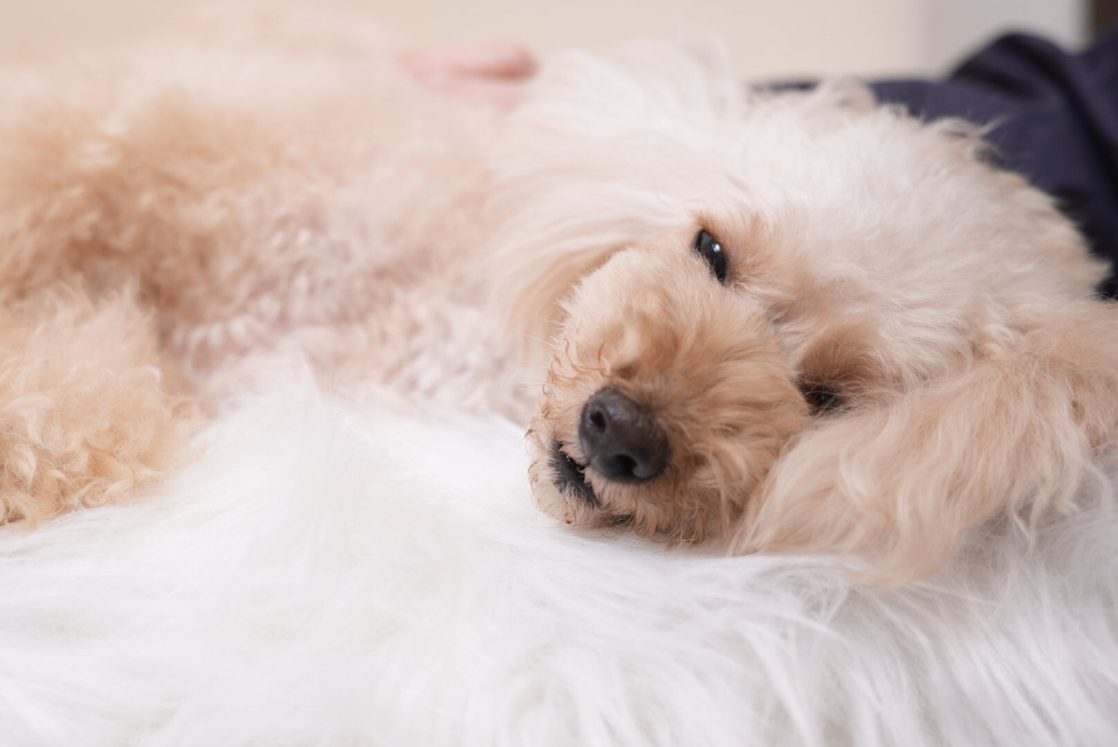 犬との暮らし